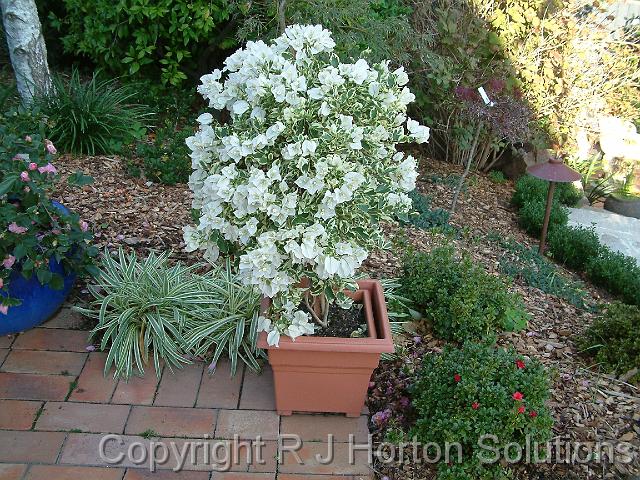 Bougainvillea Bambino variegated